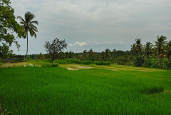 Paddy field at Gianyar