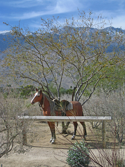 Smoke Tree Ranch 'Horse' (5256)