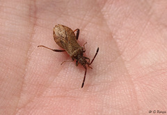 Denticulate Leatherbug