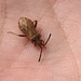 Denticulate Leatherbug