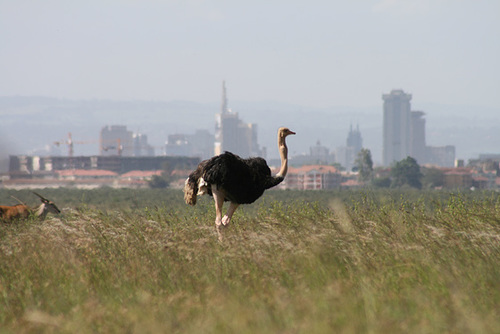 An Ostrich with Nairobi in the Background