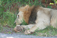 Lion Snoozing in a Ditch