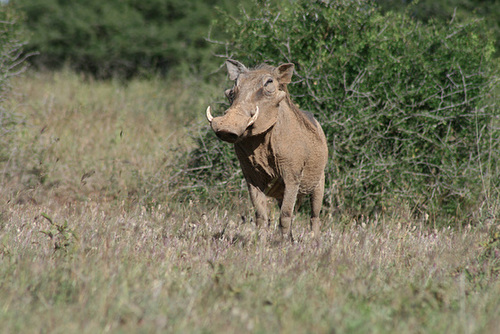 A Warthog with Attitude