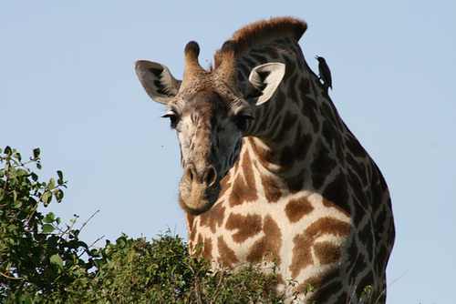 An Inquisitive Giraffe