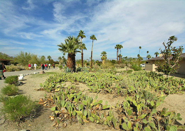 Smoke Tree Ranch Cacti (8872)