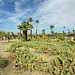 Smoke Tree Ranch Cacti (8872)