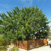 Smoke Tree Ranch Carob Tree (8825)