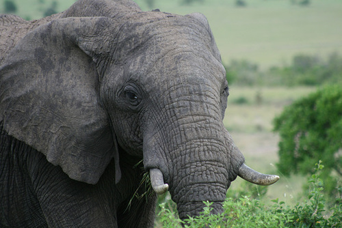 Bull Elephant