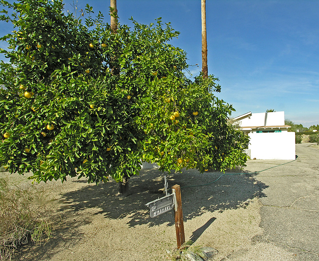 Smoke Tree Ranch Grapefruit (8814)