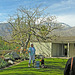 Smoke Tree Ranch Silk Floss Tree (8837)