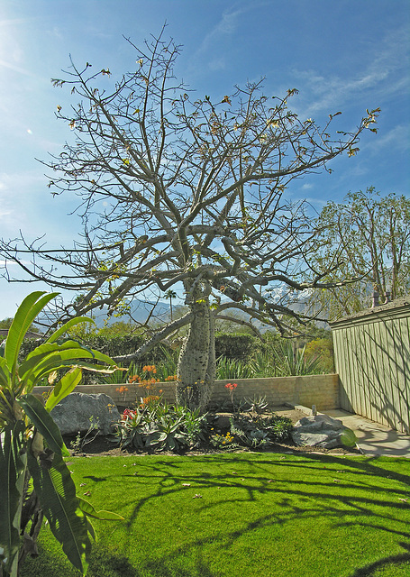 Smoke Tree Ranch Silk Floss Tree (8839)