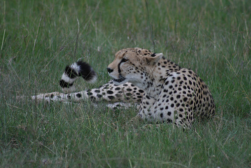 The Cheetah Whose Dinner Got Away