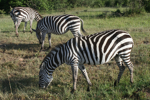 Zebras