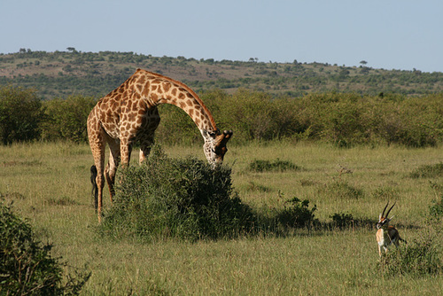 Giraffe and Gazelle