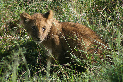 Lion Cub