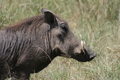 Another Warthog