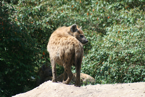 A Spotted Hyena