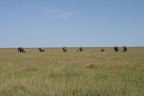 Elephants