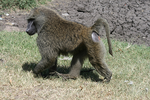 Olive Baboon