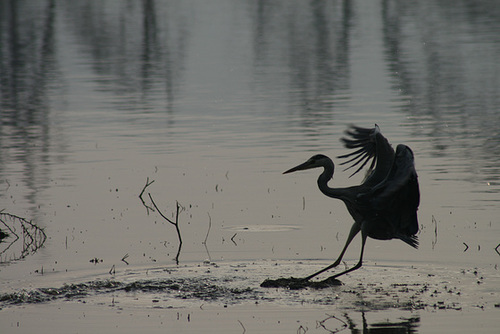 Dawn, and an Egret Lands