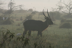A Waterbuck in the Morning Mist