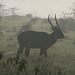 A Waterbuck in the Morning Mist