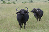 Some Buffalo Keep a Watchful Eye On Us