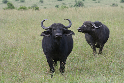 Some Buffalo Keep a Watchful Eye On Us