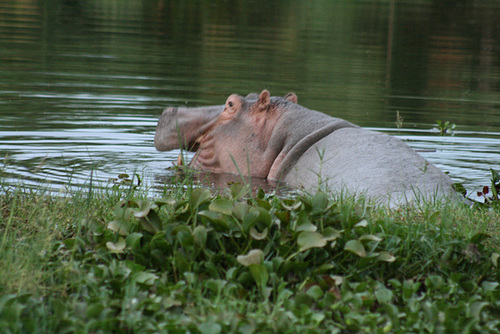 A Hippo at the Camp Ground