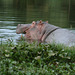 A Hippo at the Camp Ground