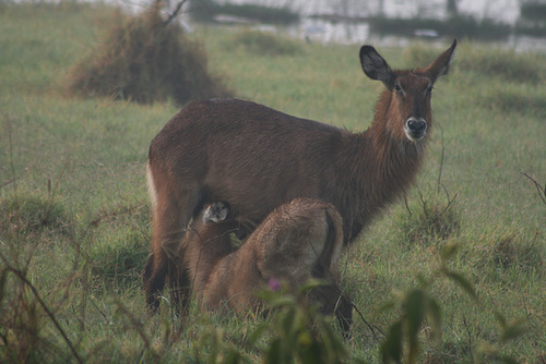 Waterbucks