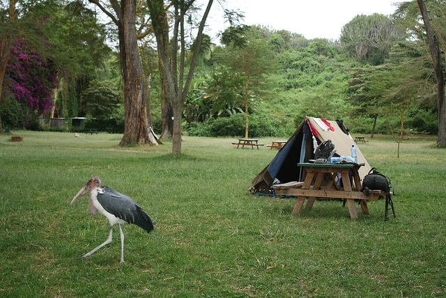 Camping at Lake Naivasha