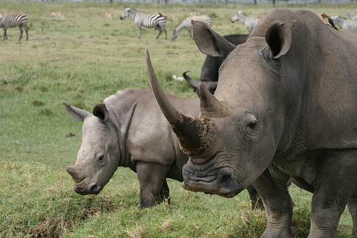 White Rhino and Offspring