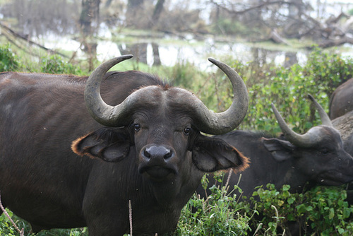 Buffalo