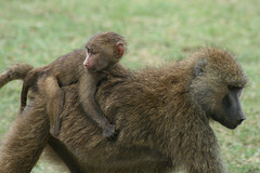 Piggy-Back Ride for a Baboon Baby