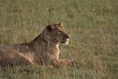 Lioness