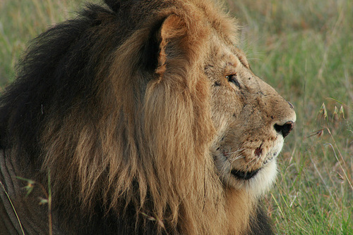 Lion