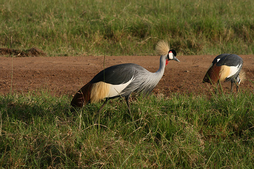 Grey Crowned Cranes