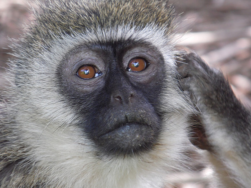 Vervet Monkey