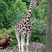 20090611 3193DSCw [D~H] Rothschild Giraffe, Pferdeantilope (Hippotragus equinus), Zoo Hannover