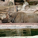 20090611 3195DSCw [D~H] Spitzmaulnashorn (Diceros bicornis michaeli), Zoo Hannover
