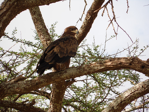 Tawny Eagle