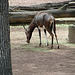 20090611 3198DSCw [D~H] Pferdeantilope, Zoo Hannover