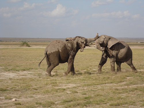 Fighting Elephants