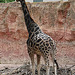 20090611 3199DSCw [D~H] Rothschild Giraffe, Zoo Hannover
