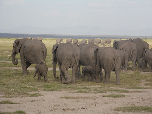 Elephant Bums