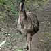 20090611 3201DSCw [D~H] Emu, Zoo Hannover