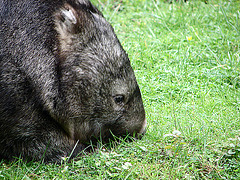 20090611 3205DSCw [D~H] Nacktnasenwombat (Vombatus ursinus), Zoo Hannover