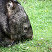 20090611 3205DSCw [D~H] Nacktnasenwombat (Vombatus ursinus), Zoo Hannover