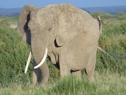 An Imposing Elephant